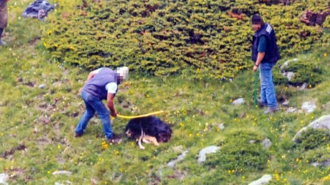 Il cane pastore mentre viene preso a bastonate dal titolare della malga. Morirà per quelle percosse