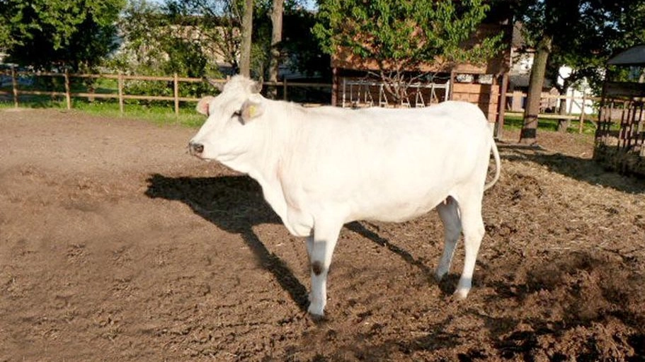 Goito, la mucca Bianca Padana ritorna e rilancia il territorio