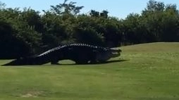 Chubbs, l'alligatore gigante della Florida 