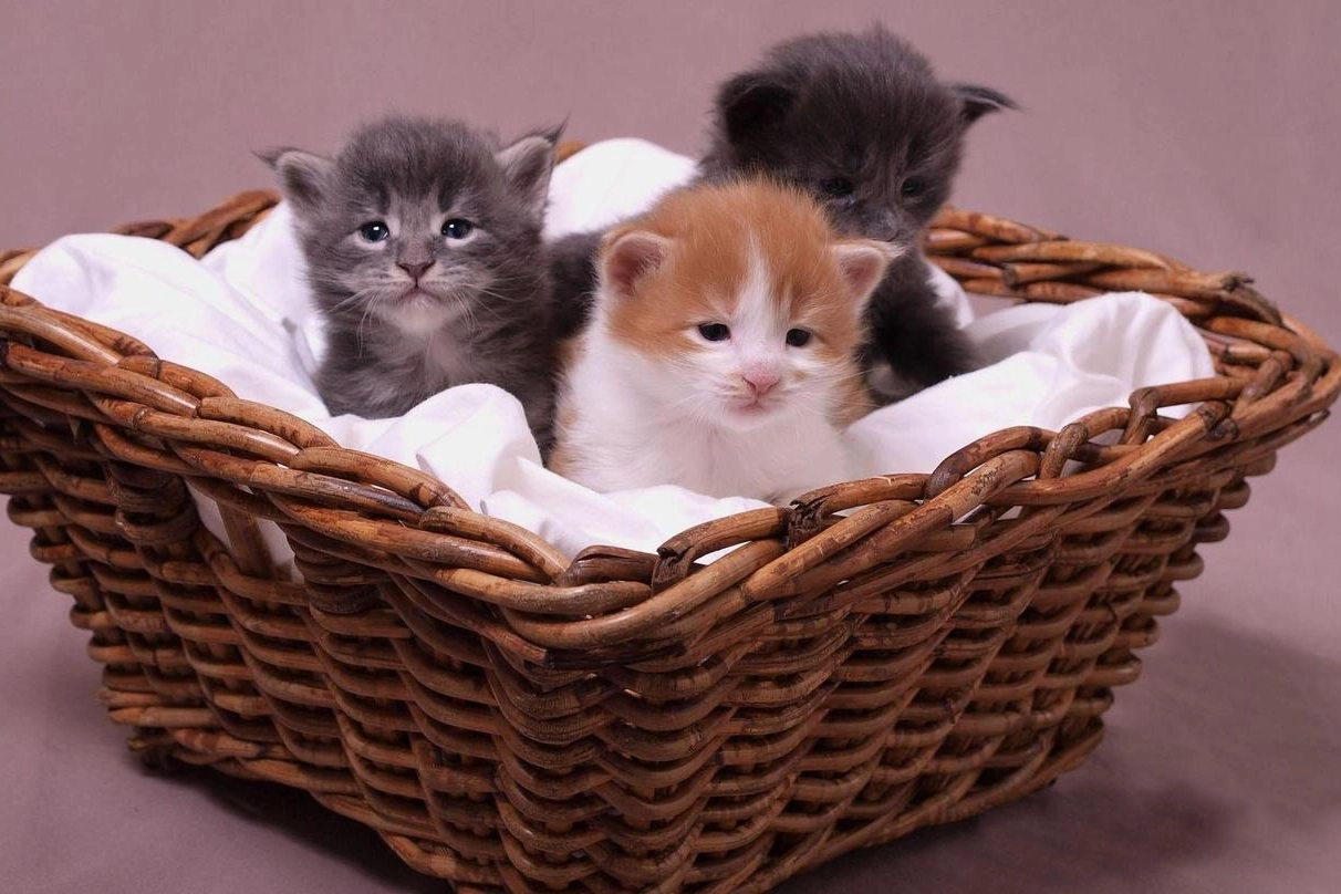 Tre gattini in un cesto in una foto di repertorio