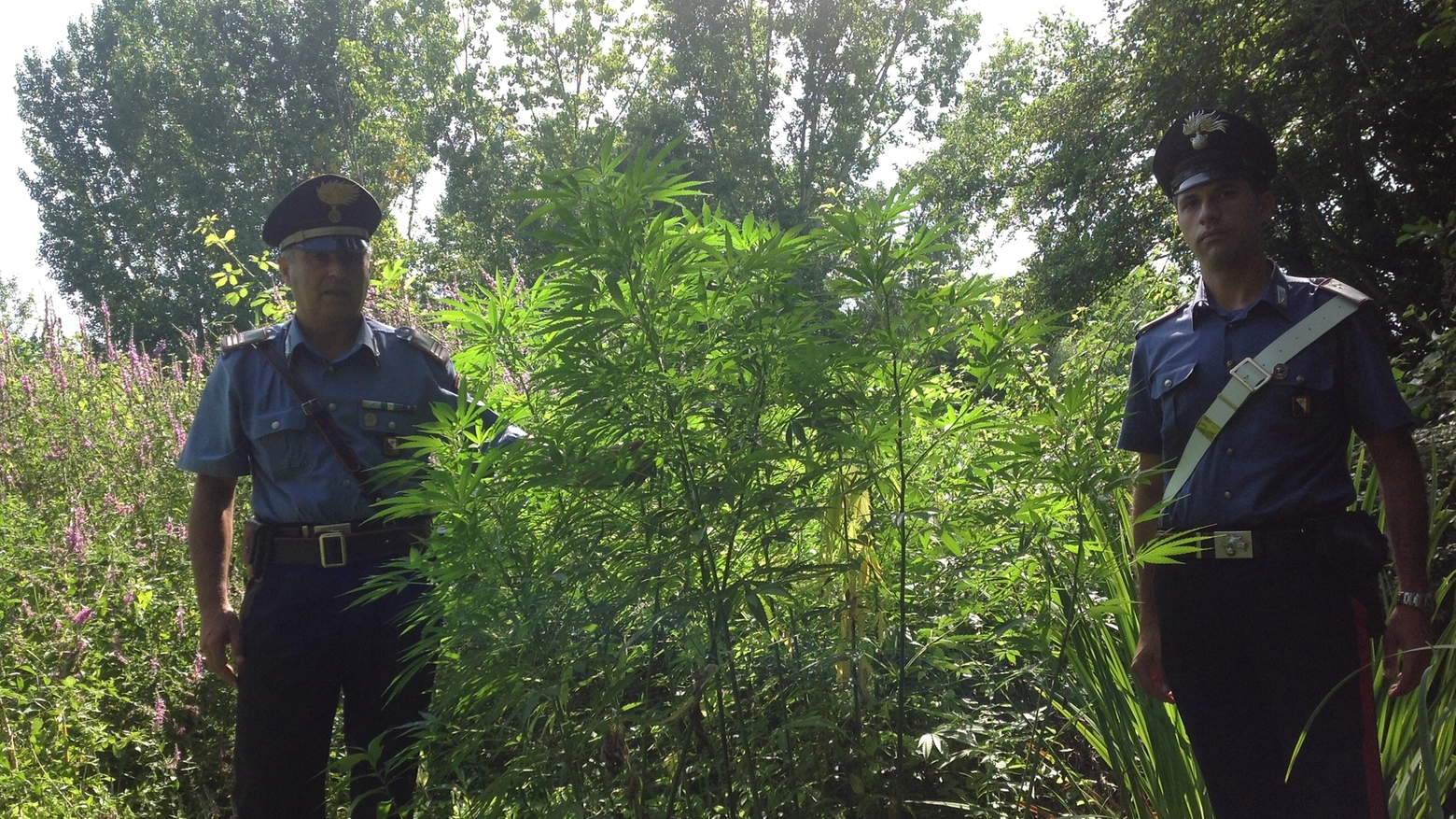 Carabinieri in una piantagione di marijuana (foto di repertorio)