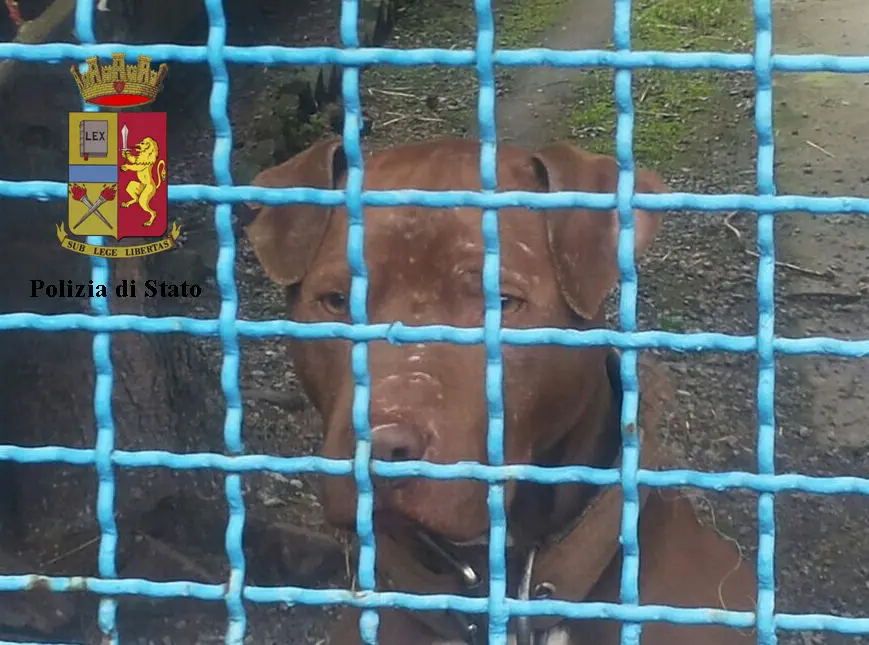 Zoomafia e maltrattamento degli animali, violenza continua: una denuncia ogni 55 minuti