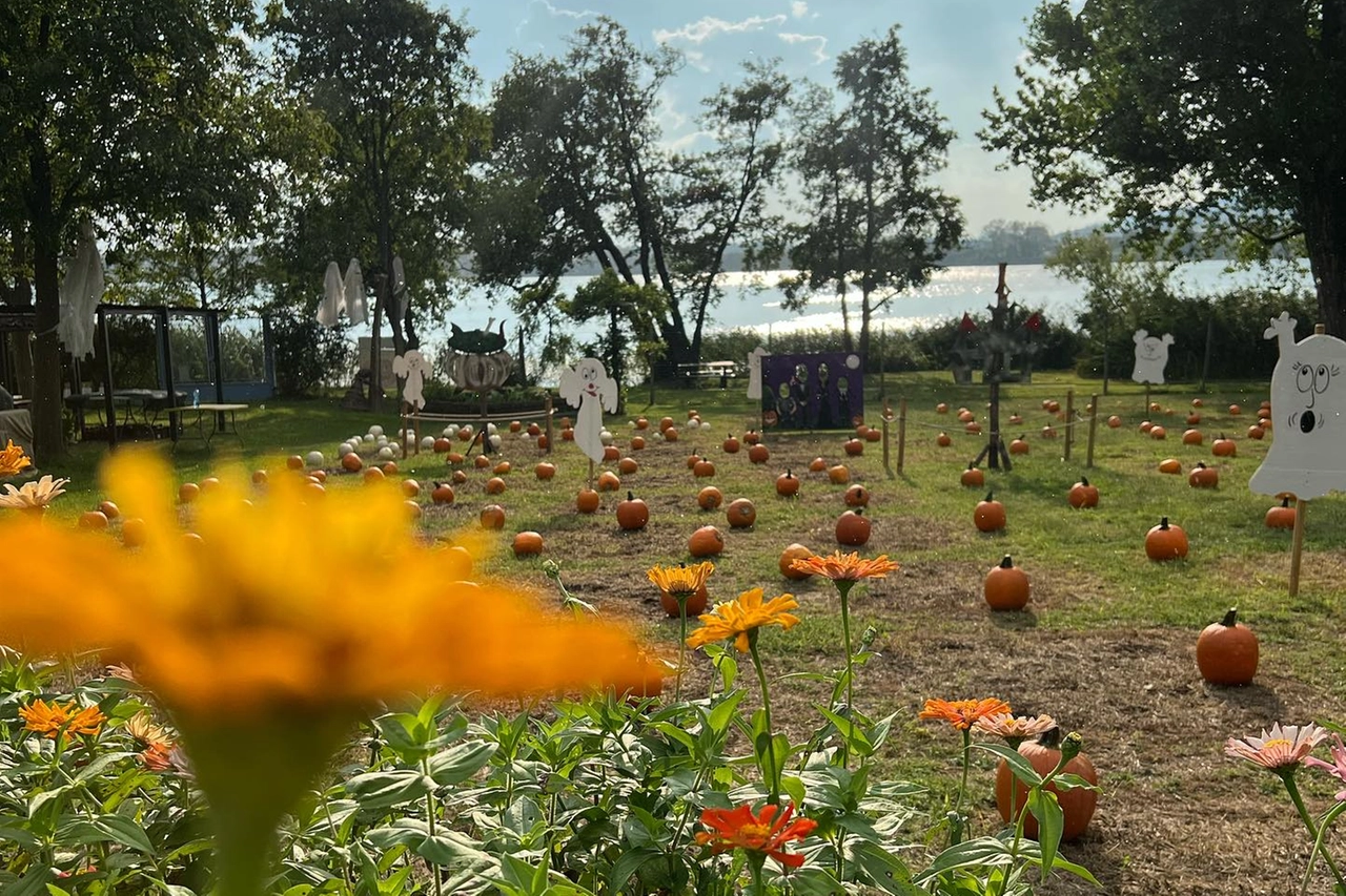 Campo di zucche a Galbiate