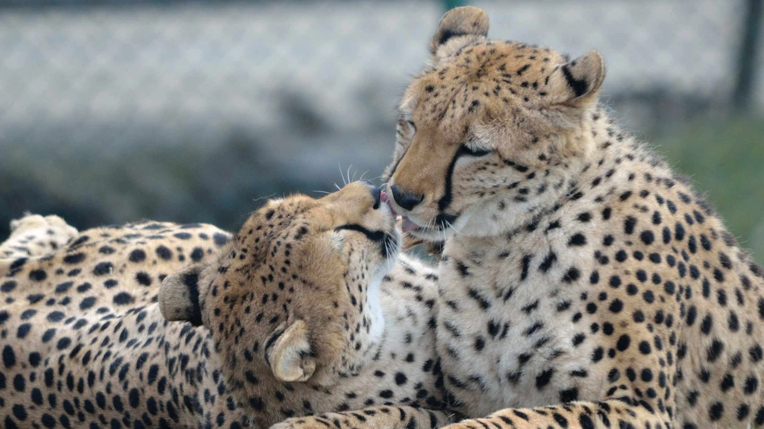 Due "piccoli" leopardi