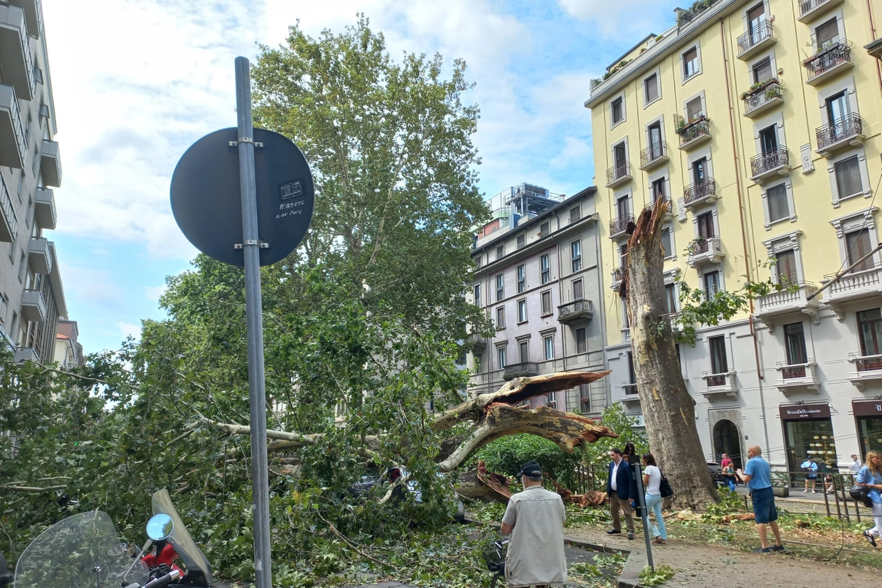Un albero secolare spaccato in due