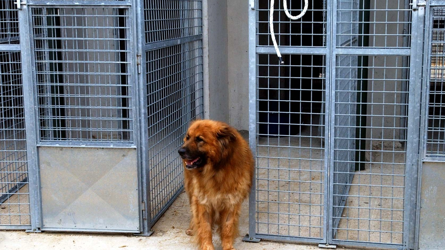 Un cane in un rifugio per animali (foto di repertorio)