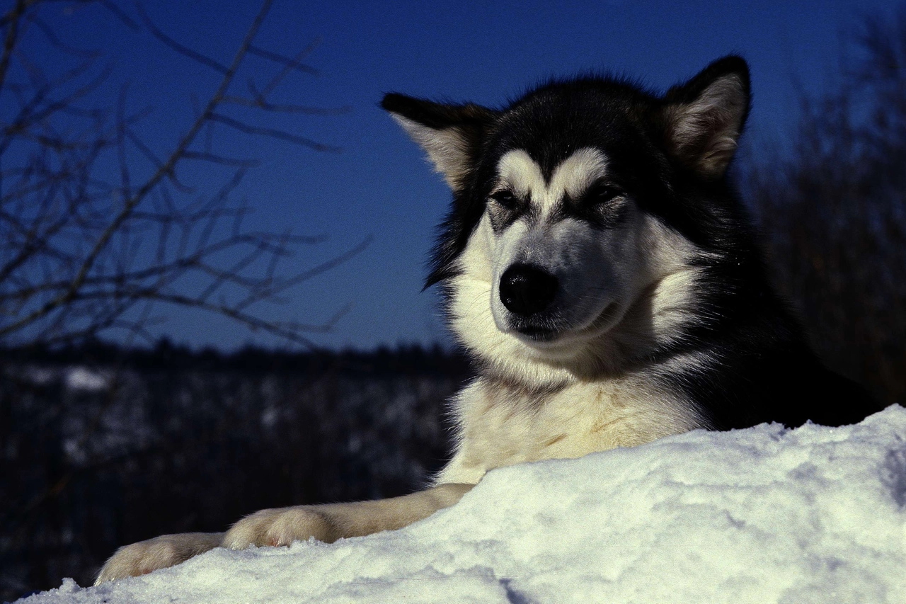 Cane husky in una foto Olycom