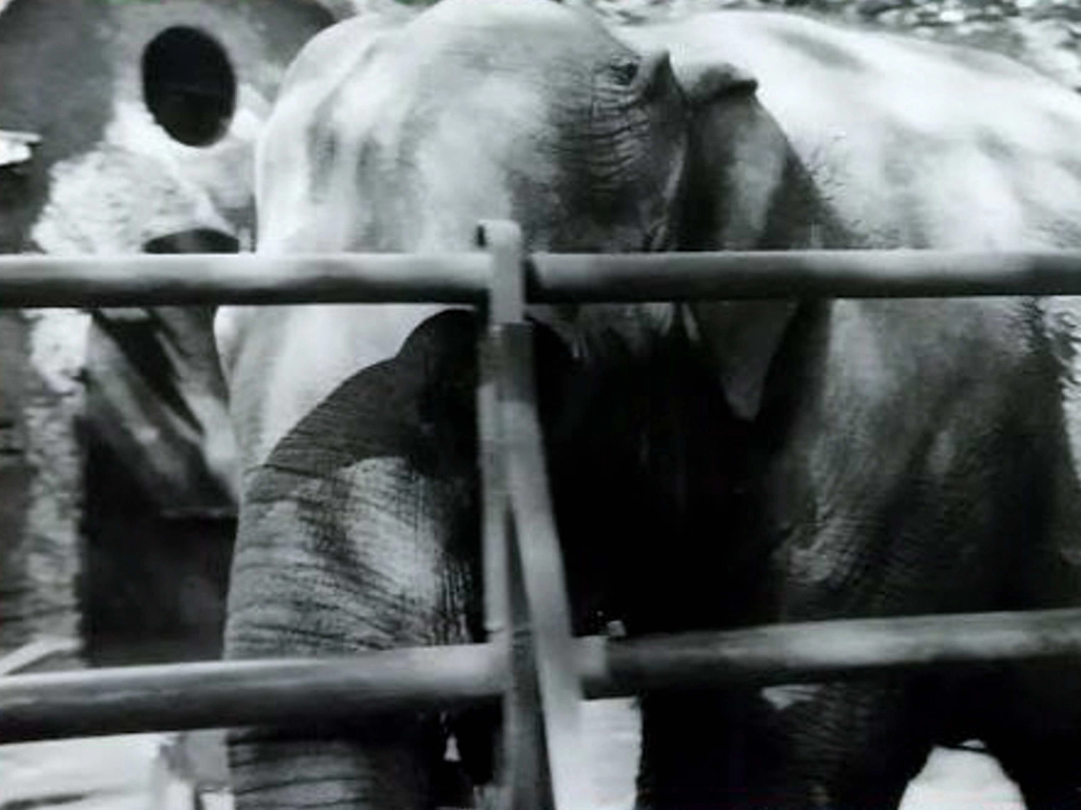 L'elefantessa Bombay, star dello zoo di Porta Venezia