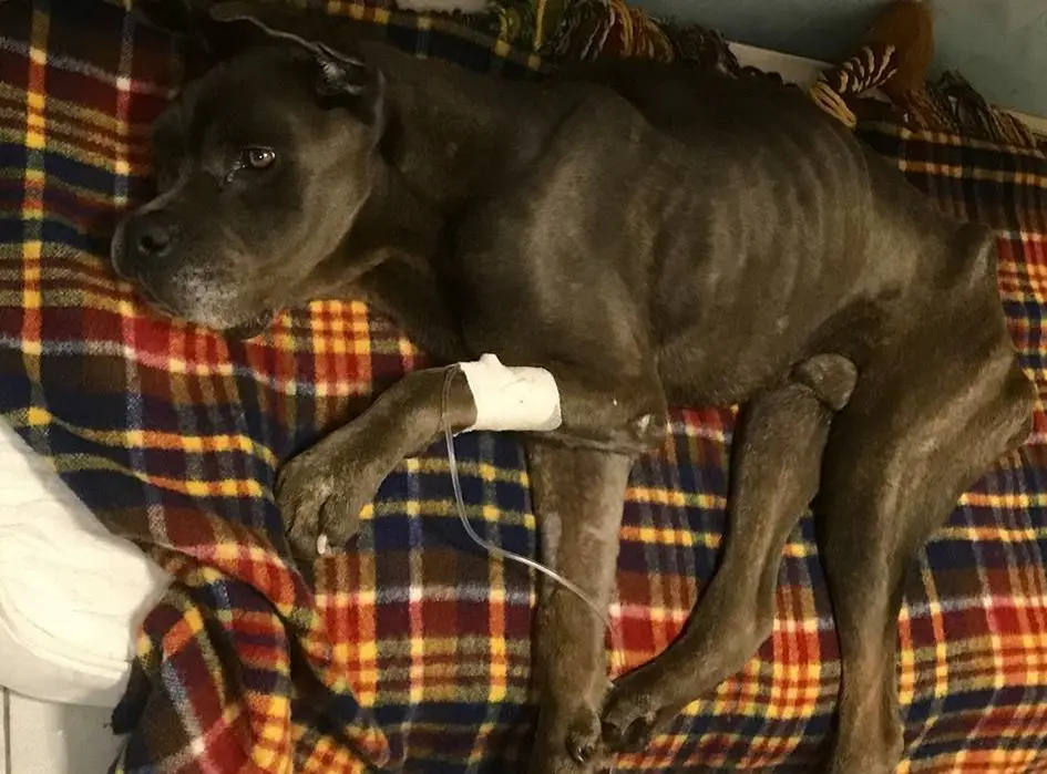 Soncino, gara di generosità per il cane maltrattato
