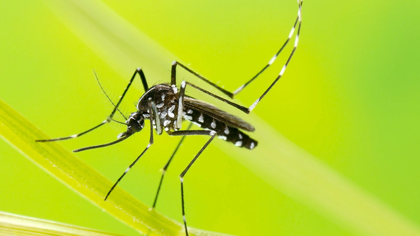 La zanzara come veicolo di diffusione