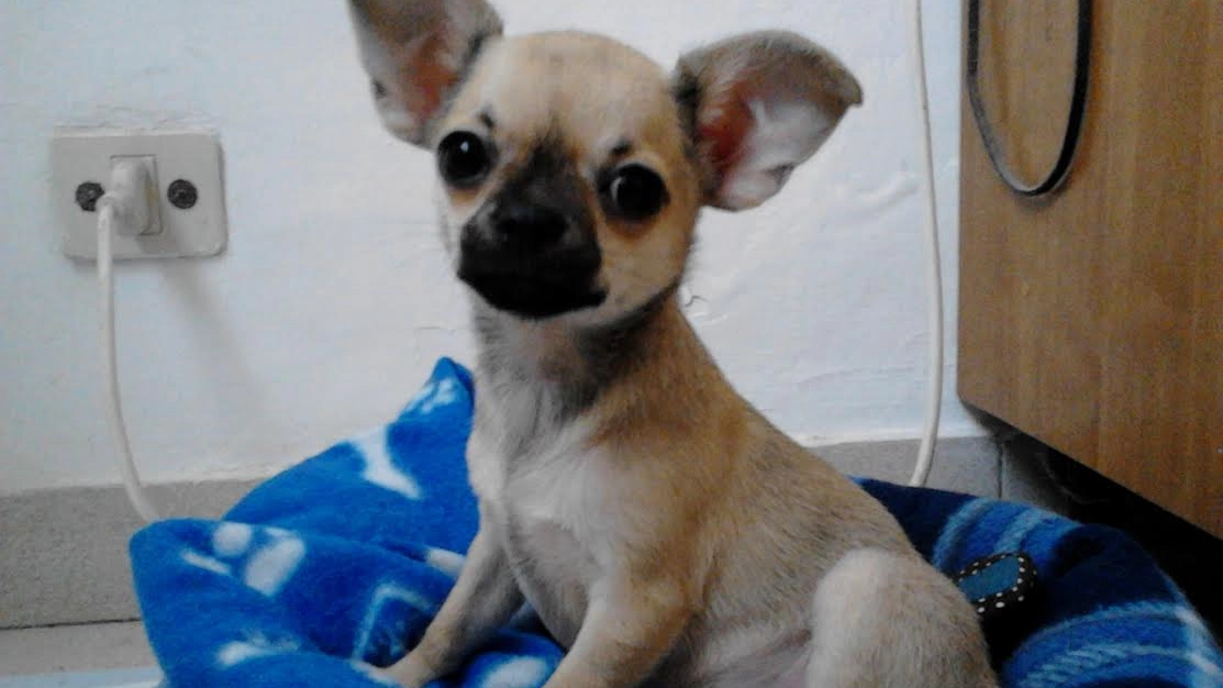 Chihuahua in una foto di repertorio