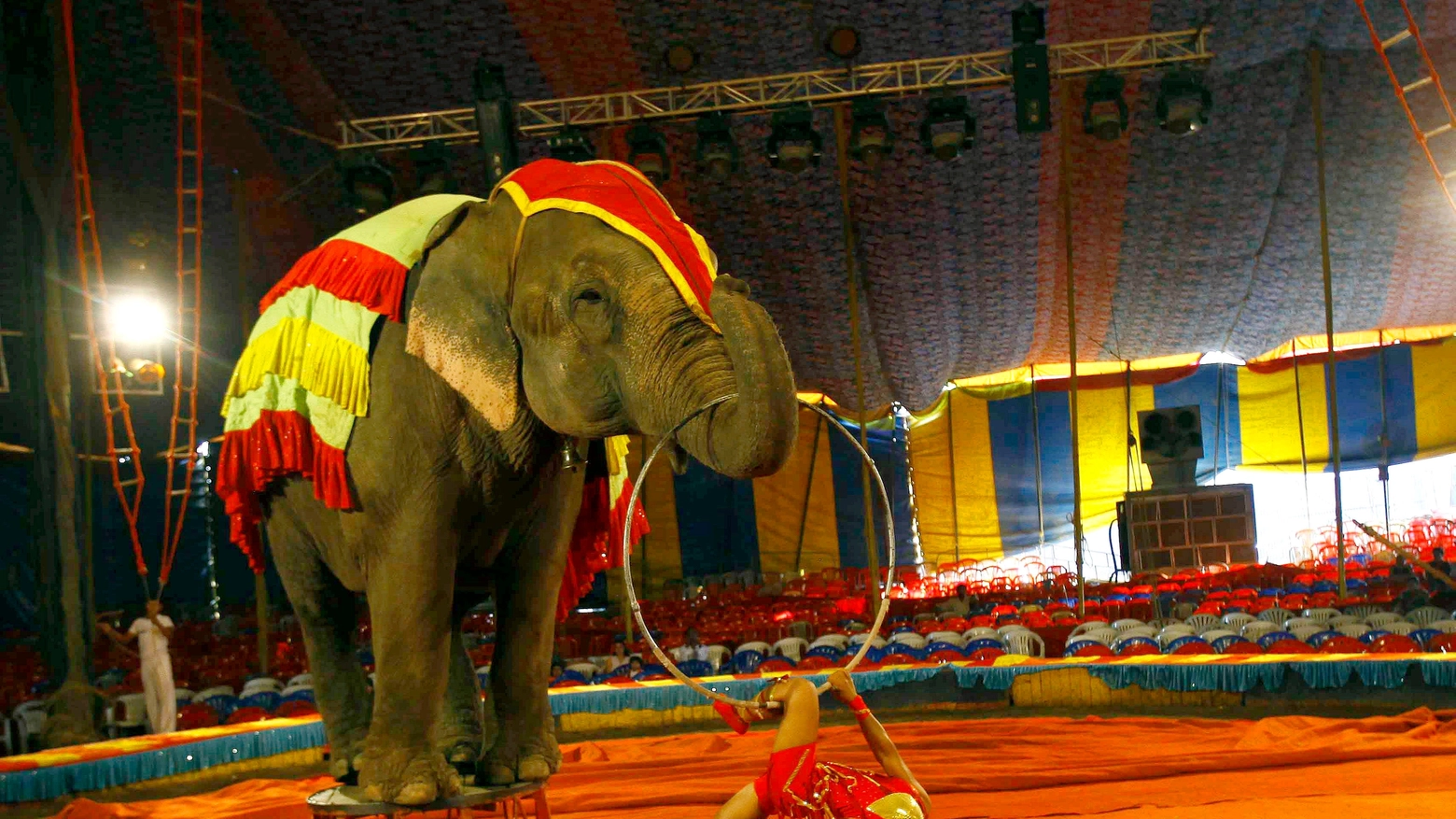 Elefante di un circo in una foto AP
