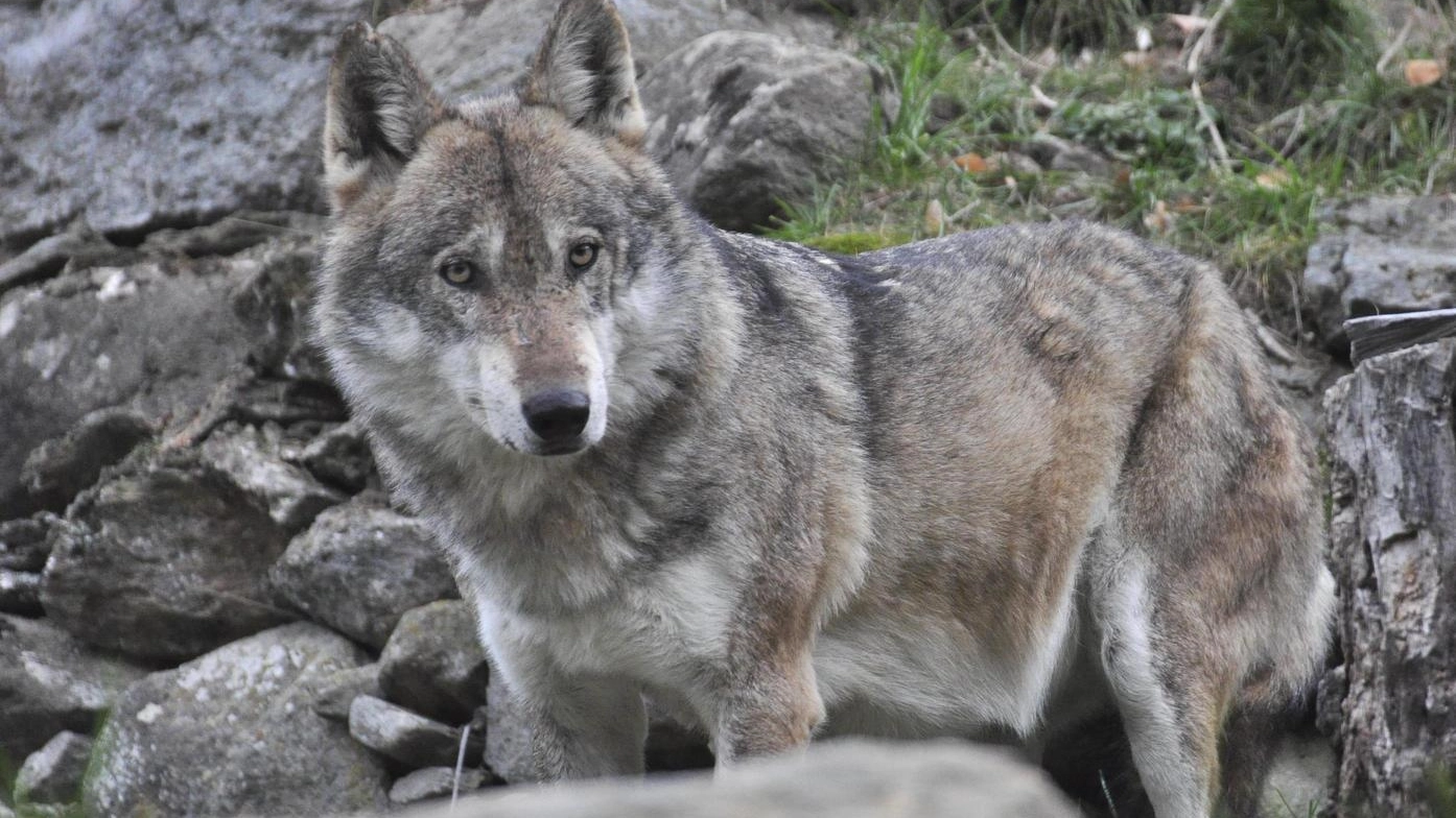Branchi censiti in tutto il territorio: mai così tanti esemplari da secoli. Aumentano gli attacchi (e le polemiche). I Forestali: "L’ambiente ci guadagna"