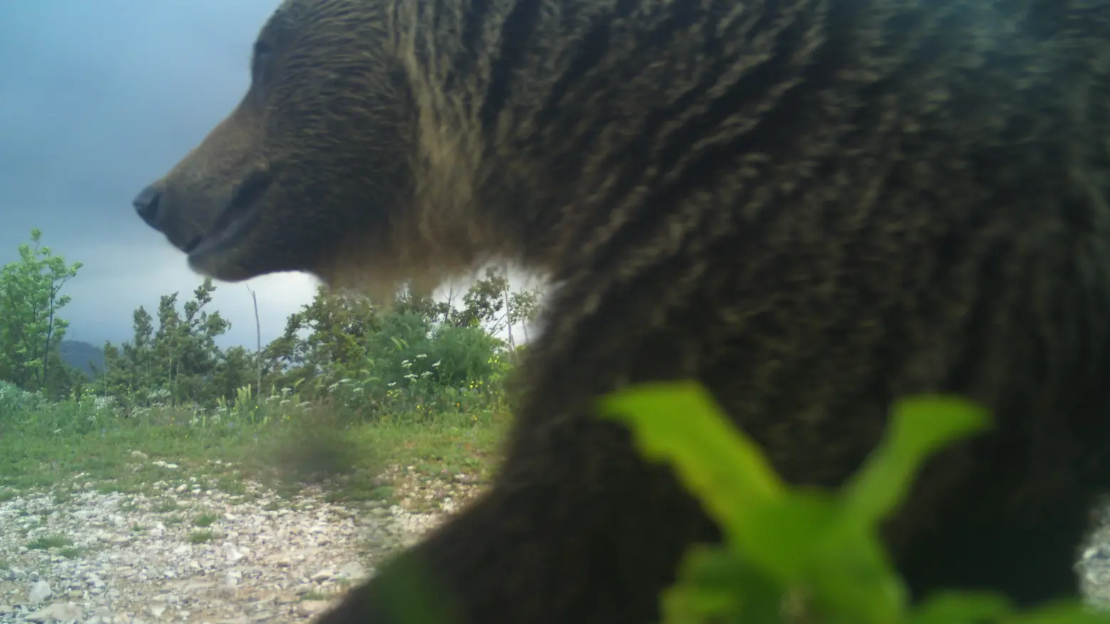 Orso bruno