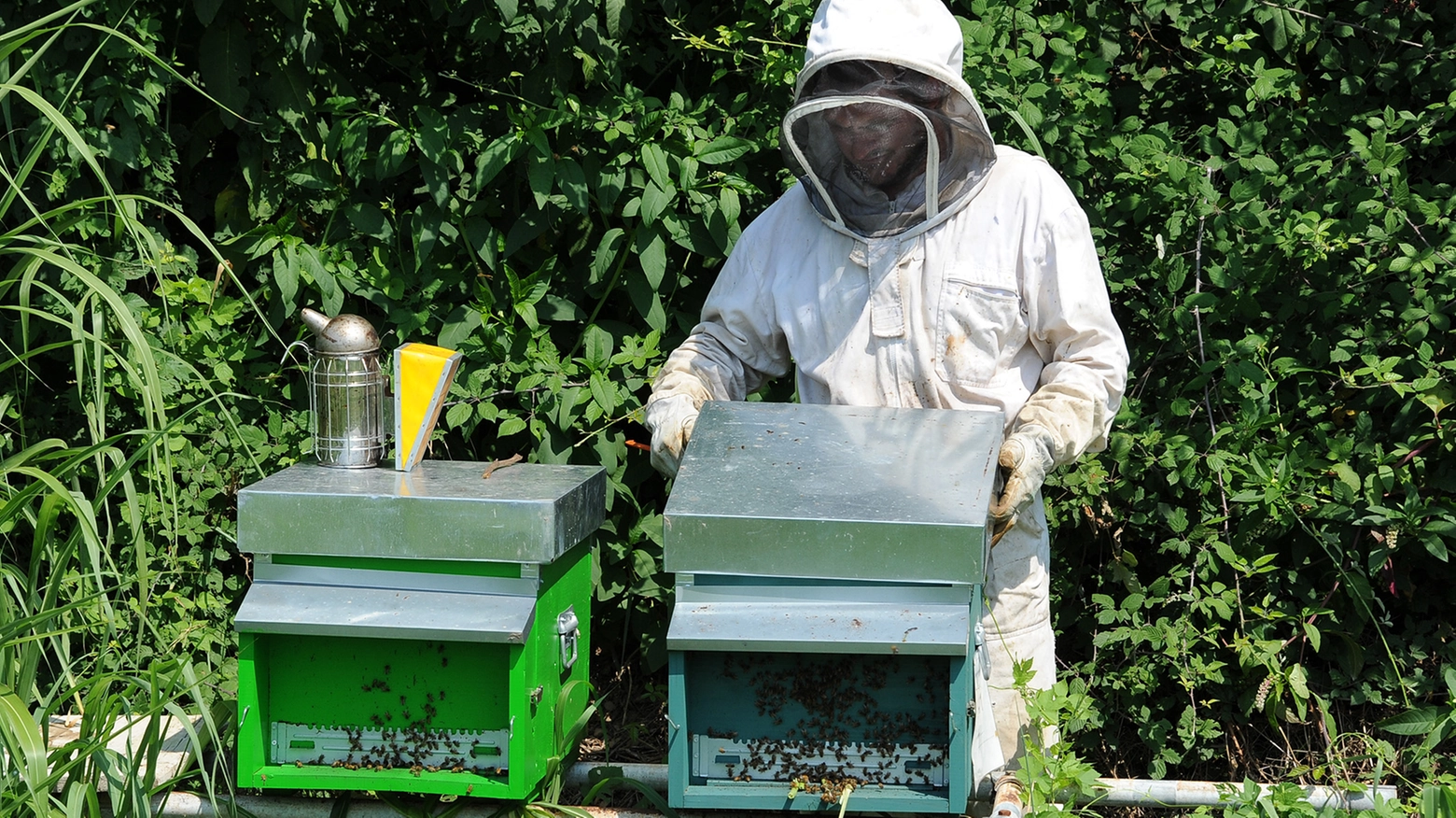 L'apicoltore Nicholas Chignoli al lavoro