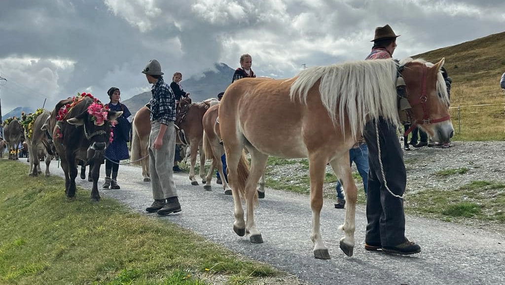 Molti turisti vengono a seguire la transumanza