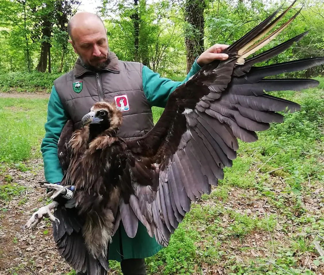Ricci, volpi e per la prima volta un nibbio reale: il pronto soccorso degli animali non chiude mai
