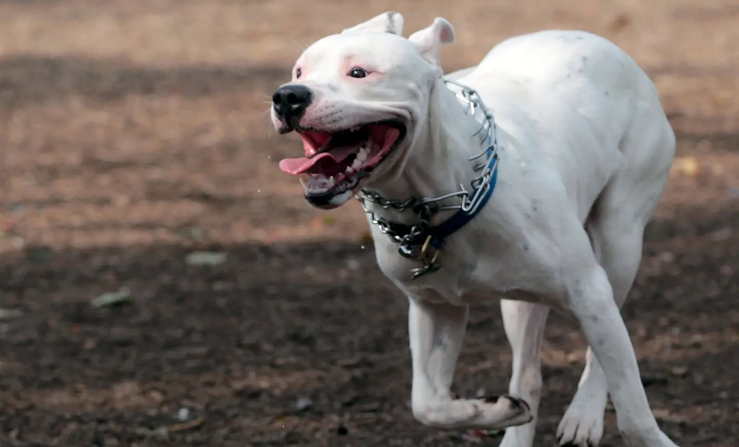 "Fa combattere i Dogo". Ma è condannato per maltrattamenti
