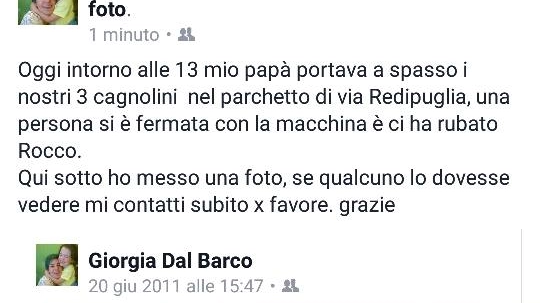 Il chiuhuahua Rocco Il chiuhuahua Rocco