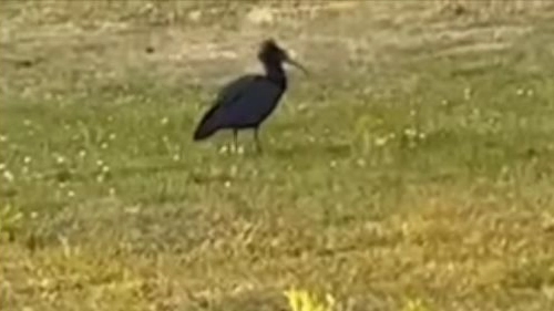 Ibis Eremita nel Parco Alto Milanese (Frame video Facebook)