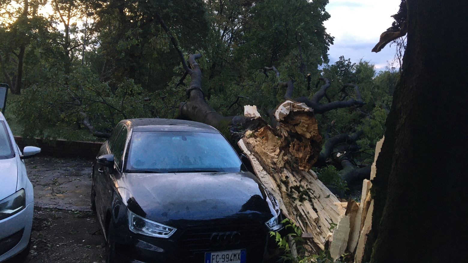 Auto danneggiata da un albero in via Cadore