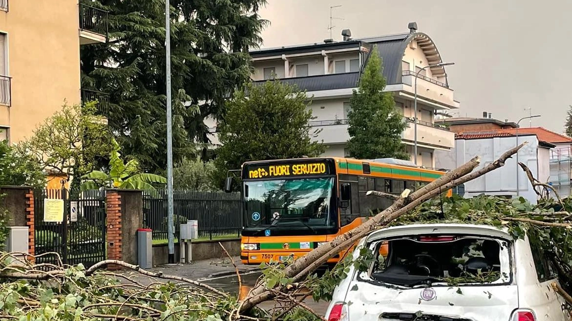 Emergenza Monza  Palazzi scoperchiati  e strage di alberi  "Danni per milioni"