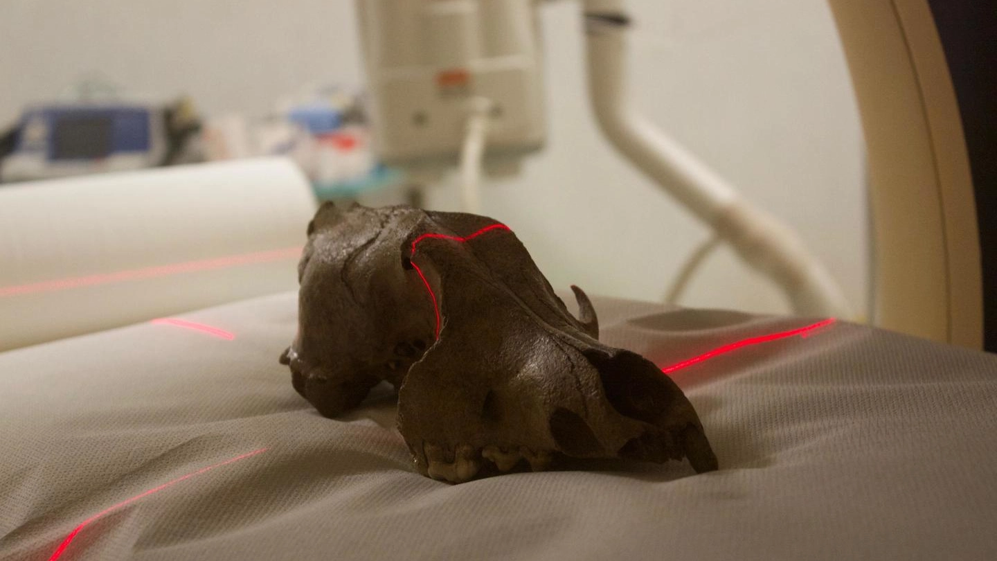 La scansione tomografica del cranio di lupo