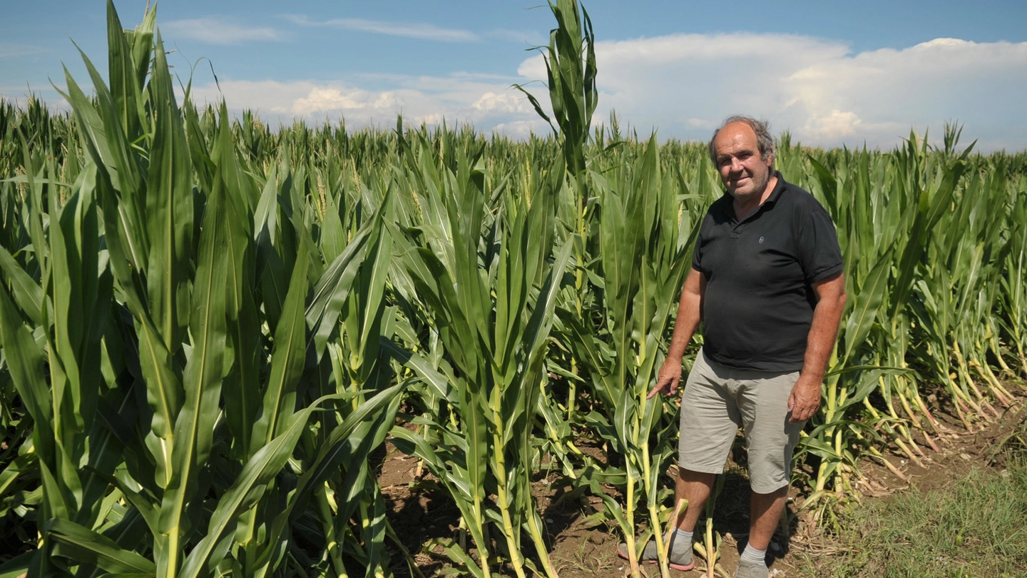 Riccardo Bellaviti mostra i danni ai campi di mais