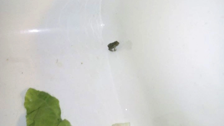 La piccola rana trovata nell'insalata