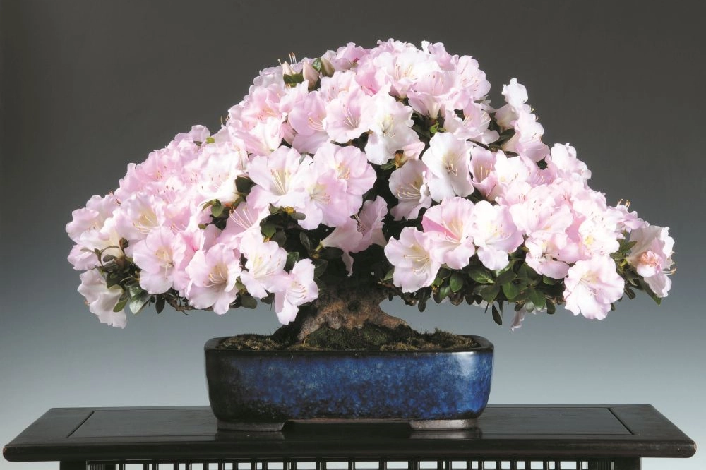 Azalea Crespi Bonsai