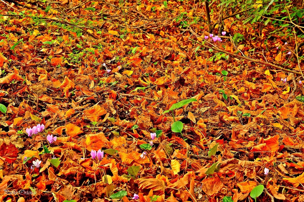 FOLIAGE_26539226_103533