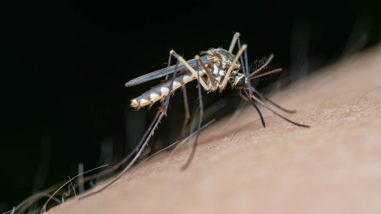 La chikungunya, la malattia virale trasmessa da zanzare infette