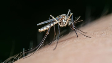 Cos’è chikungunya, la malattia “che contorce” trasmessa dalle zanzare: sintomi, cura e prevenzione
