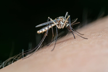 Cos’è chikungunya, la malattia “che contorce” trasmessa dalle zanzare: sintomi, cura e prevenzione