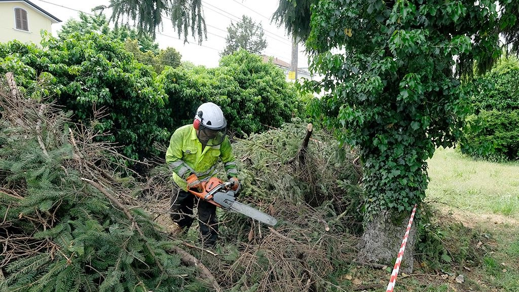 Alberi malati e pericolosi: giardinieri al lavoro al Parco della Resistenza Alberi malati e pericolosi: giardinieri al lavoro al Parco della Resistenza