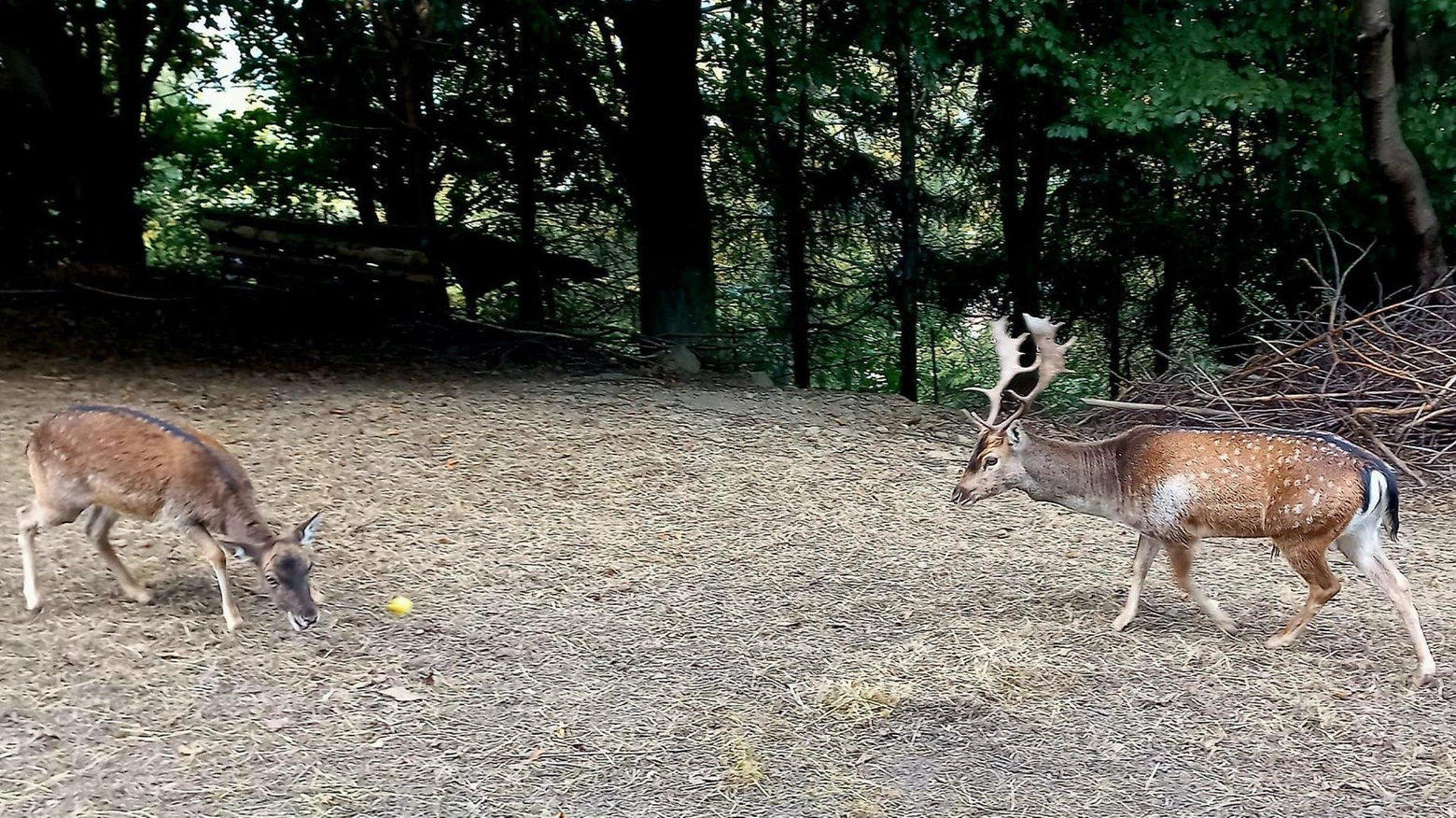Il paradiso dei daini. L’ex forestale:: "Non mangiamo i nostri animali"