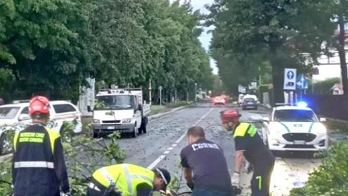 Alberi abbattuti a Trezzano: ritiro gratuito legna - Economia circolare
Alberi abbattuti a Trezzano: ritiro gratuito legna - Economia circolare