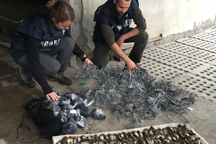 Gli uccelli trovati dai forestali