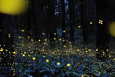 Le lucciole nel bosco