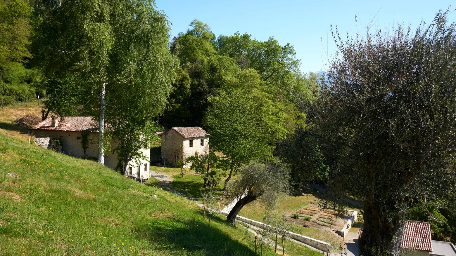 Un'immagine del nuovo percorso alla scoperta dell'Uliveto Un'immagine del nuovo percorso alla scoperta dell'Uliveto