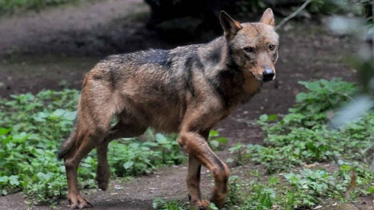 In corso accertamenti coi tamponi salivari prelevati dalla carcassa dell’animale ma ci sono pochi dubbi su chi sia il predatore