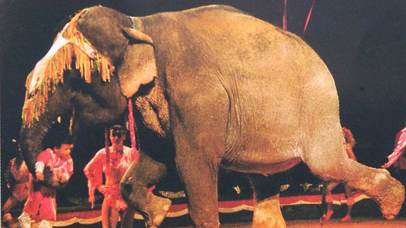Un circo con animali: a Desio non saranno più proibiti