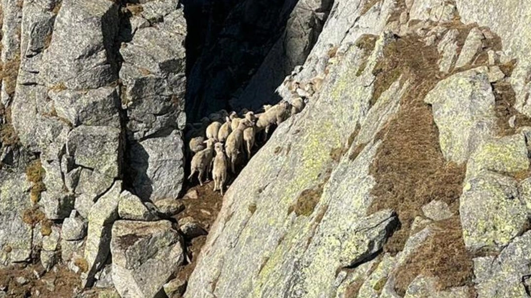 Le pecore sul crepaccio: novanta sono scomparse