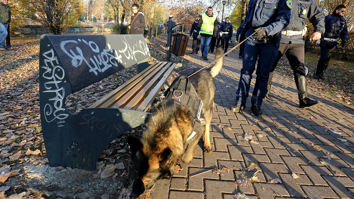 Un cane antridroga durante un'operazione della Polizia locale Un cane antridroga durante un'operazione della Polizia locale