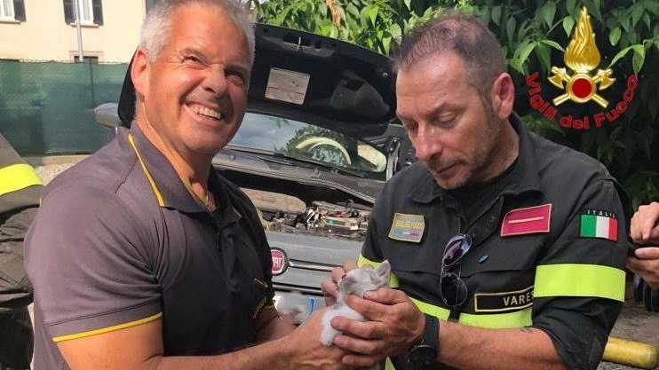 Il micio salvato dai vigili del fuoco di Varese Il micio salvato dai vigili del fuoco di Varese