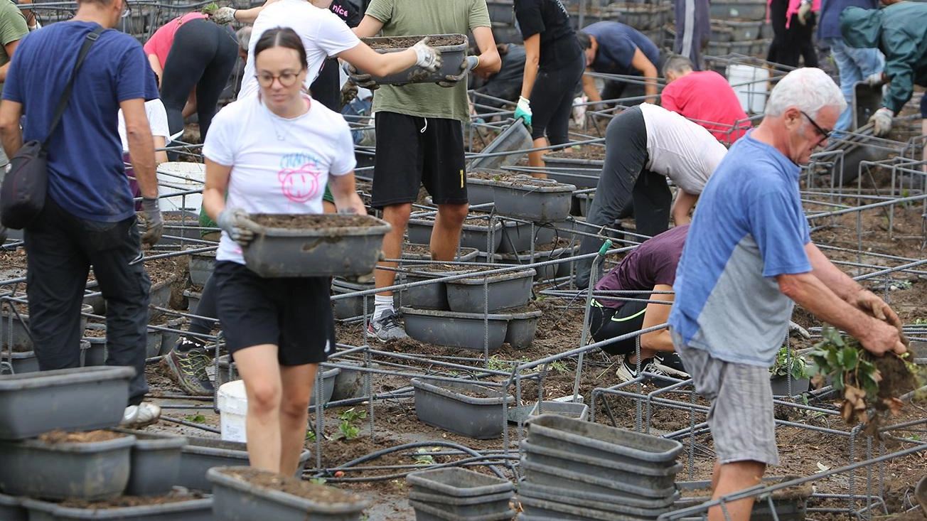 Gara di solidarietà Startup distrutta "In cento per rifare il campo di fragole" Gara di solidarietà Startup distrutta "In cento per rifare il campo di fragole"