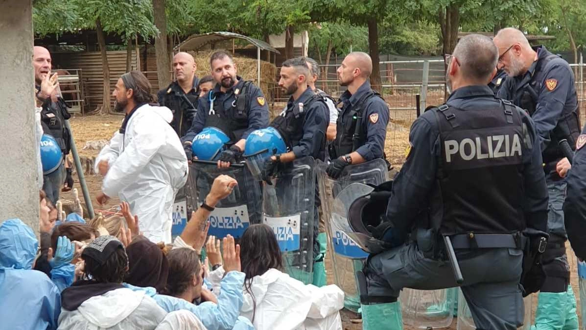 Maiali abbattuti, esposto alla Procura e all’Ordine dei veterinari