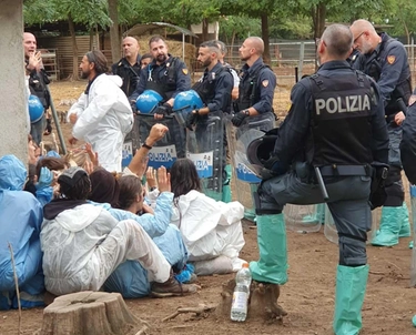 Maiali abbattuti a Zinasco: esposto alla Procura e all'Ordine dei veterinari