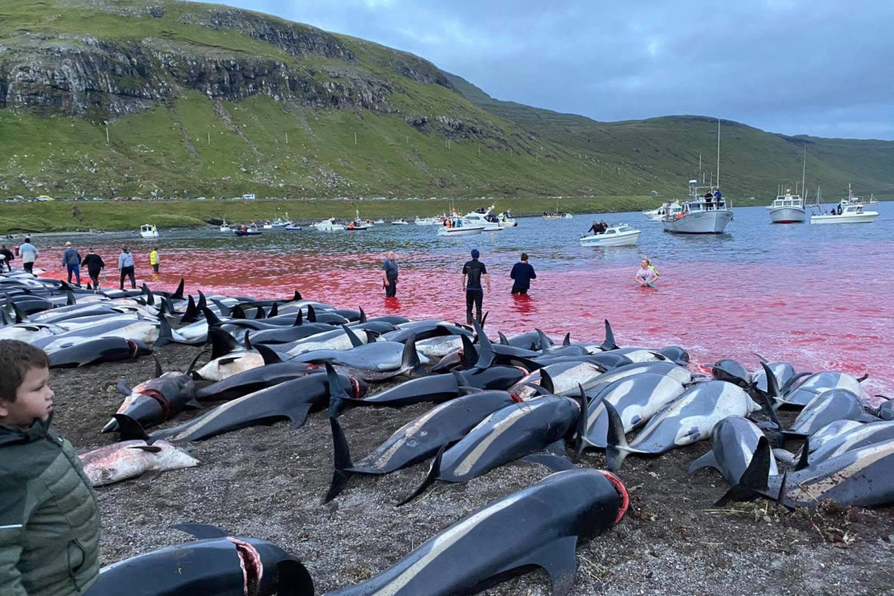 La mattanza dei delfini sulle isole Faroe 