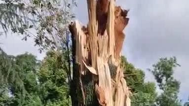 Alberi caduti, 13 progetti con il legno riciclato